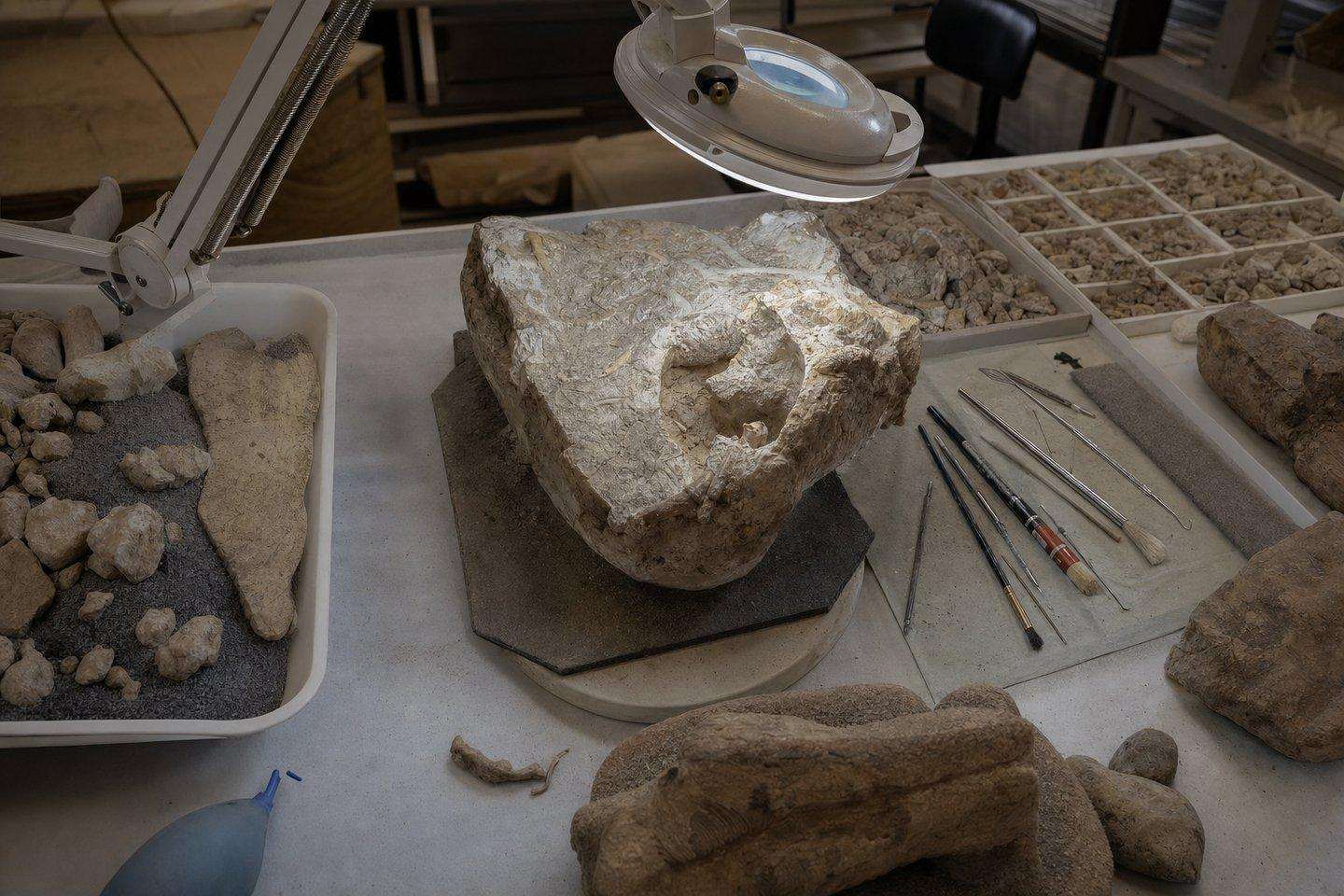 A paleontology lab table with fossil specimens and preparation tools