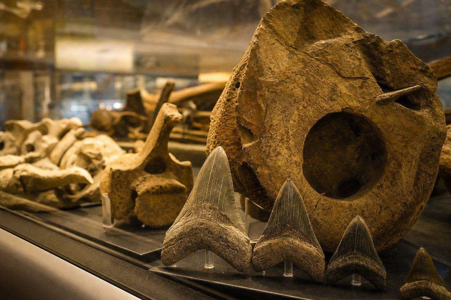 Buena Vista Museum: Bakersfield's Sharktooth Hill Fossils (AI-generated image)