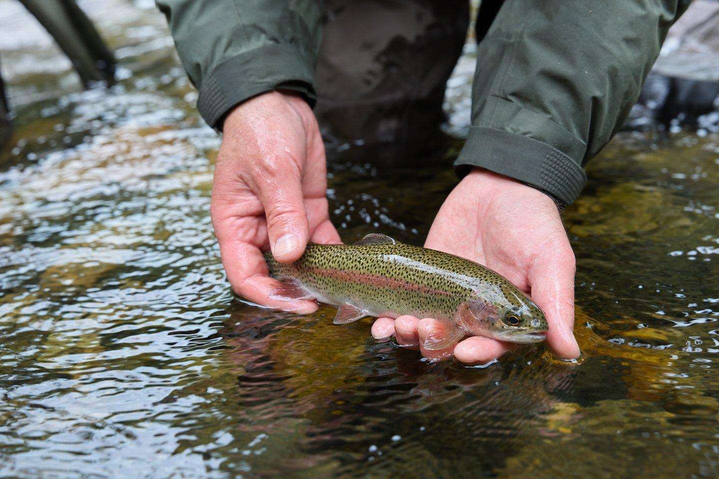 Kern County Fishing: The Kern River, Lake Isabella, and Lake Ming