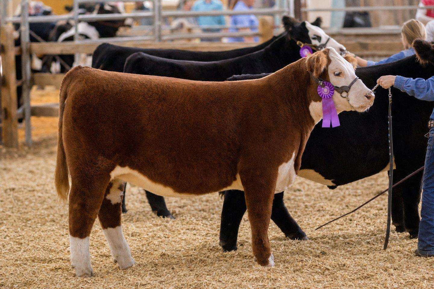 A prize-winning livestock exhibit at a county fair, cattle in a show ring