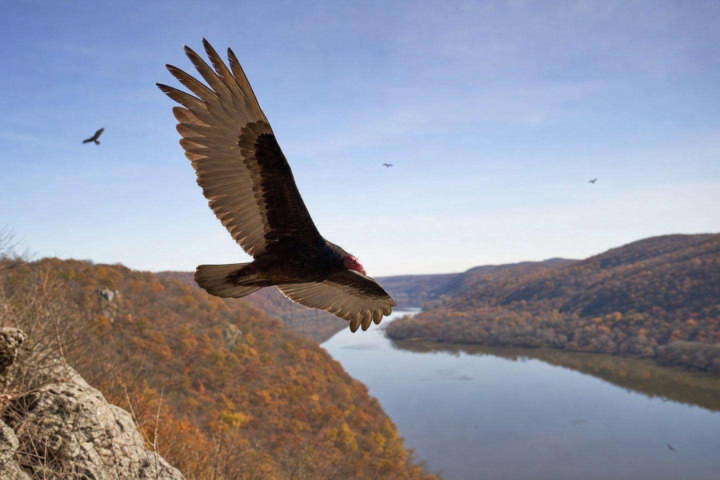 A turkey vulture in flight against a clear autumn sky over a river valley