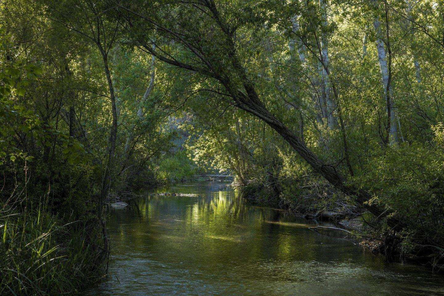 Kern River Preserve: A Birdwatcher's Refuge Near Weldon (AI-generated image)