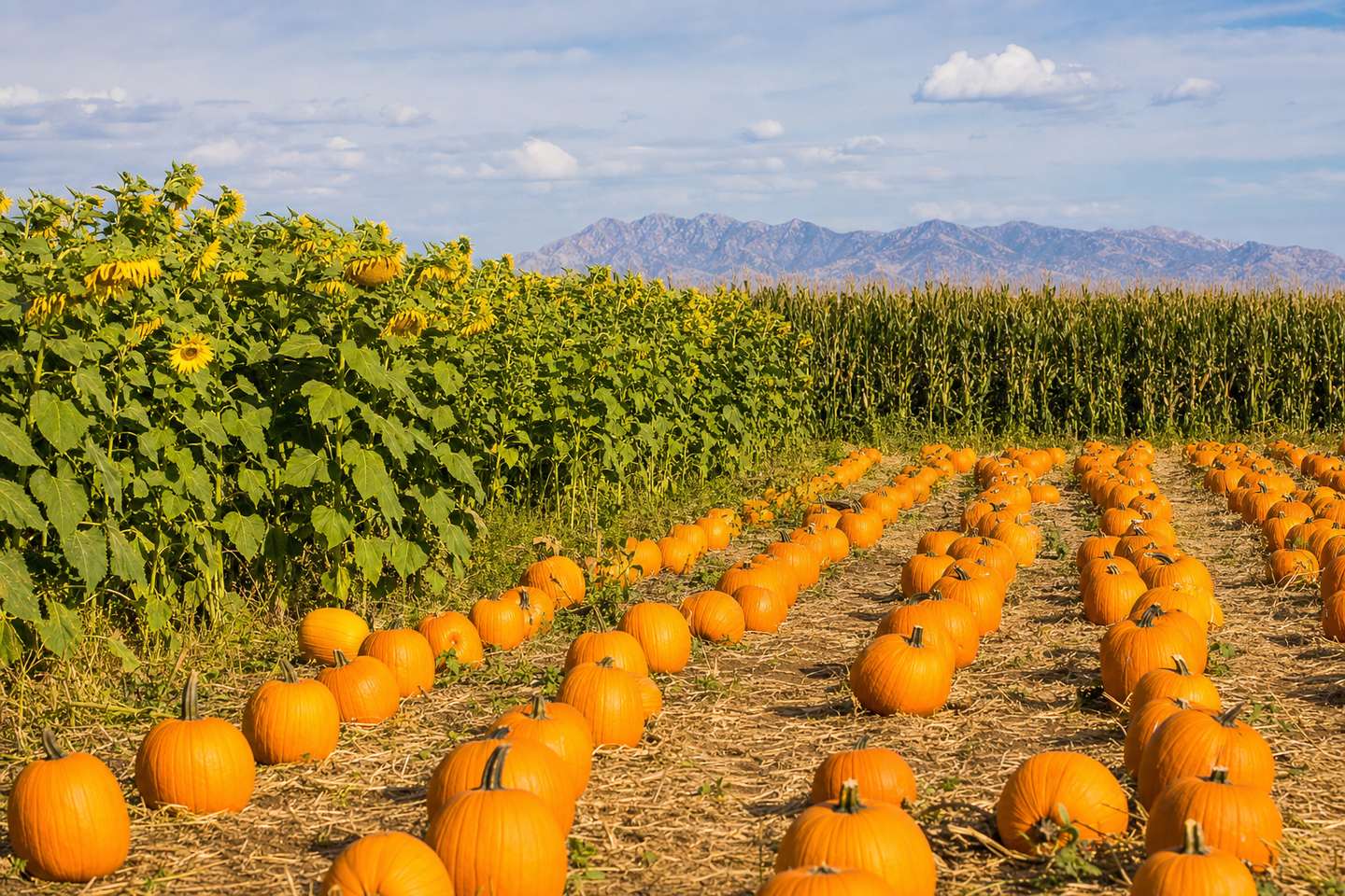 Rows of orange pumpkins in a harvested field with sunflowers and a corn maze behind