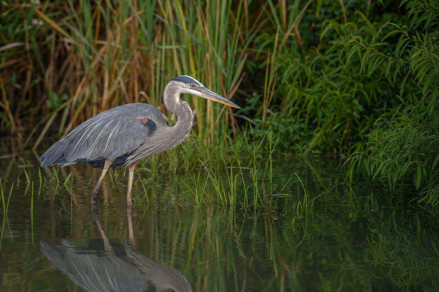 A great blue heron standing in shallow river water among riparian vegetation