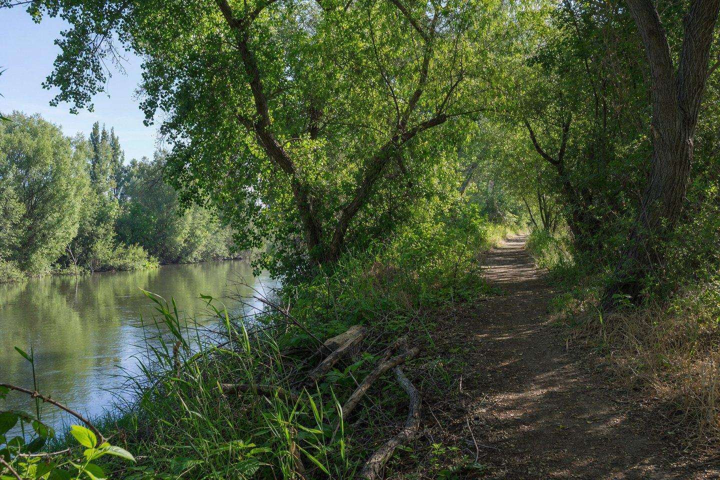 Panorama Vista Preserve: Bakersfield's River Restoration Project (AI-generated image)