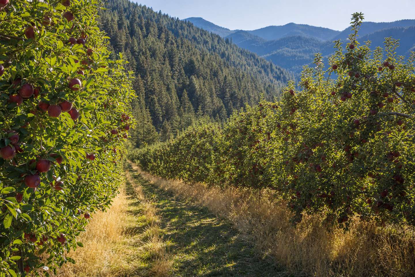Apple Picking in Tehachapi: Orchards, U-Pick Season and the Apple Festival (AI-generated image)
