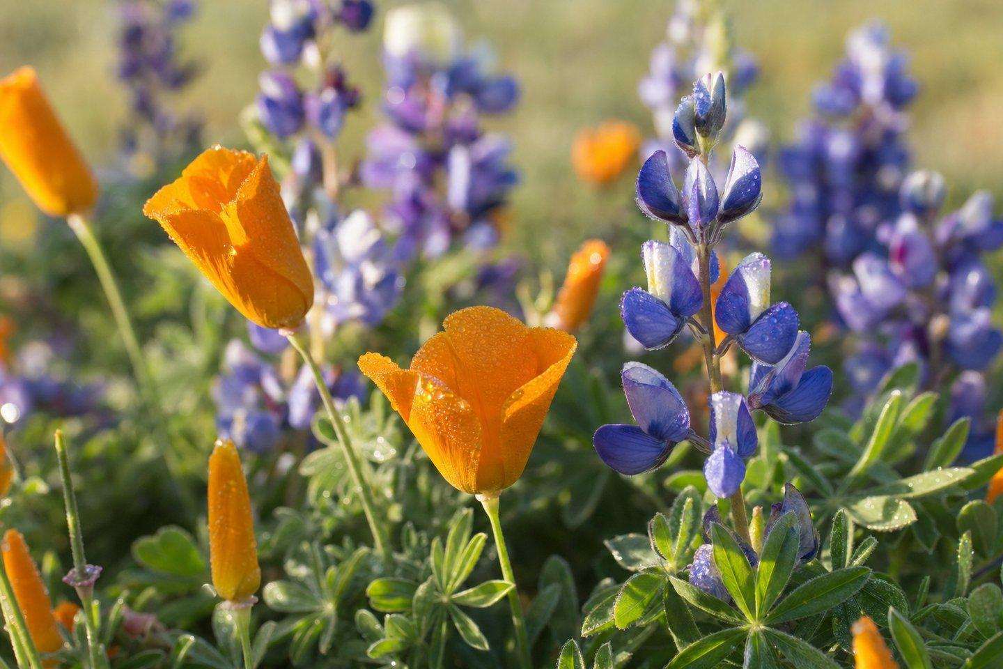 Wildflower Sightings Kern County: Desert, Foothill, and Valley Blooms