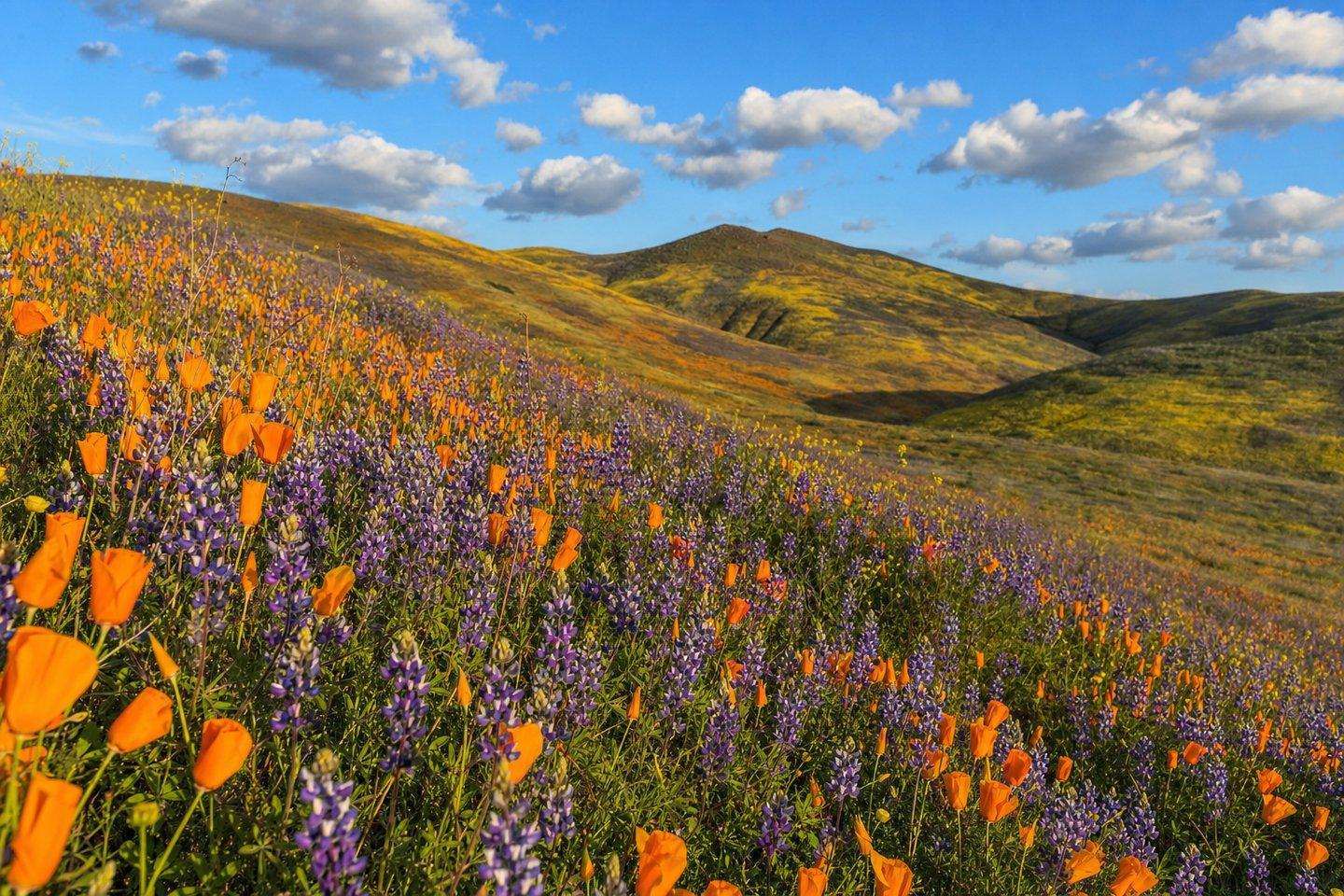 Wildflower Sightings Kern County: Desert, Foothill, and Valley Blooms (AI-generated image)